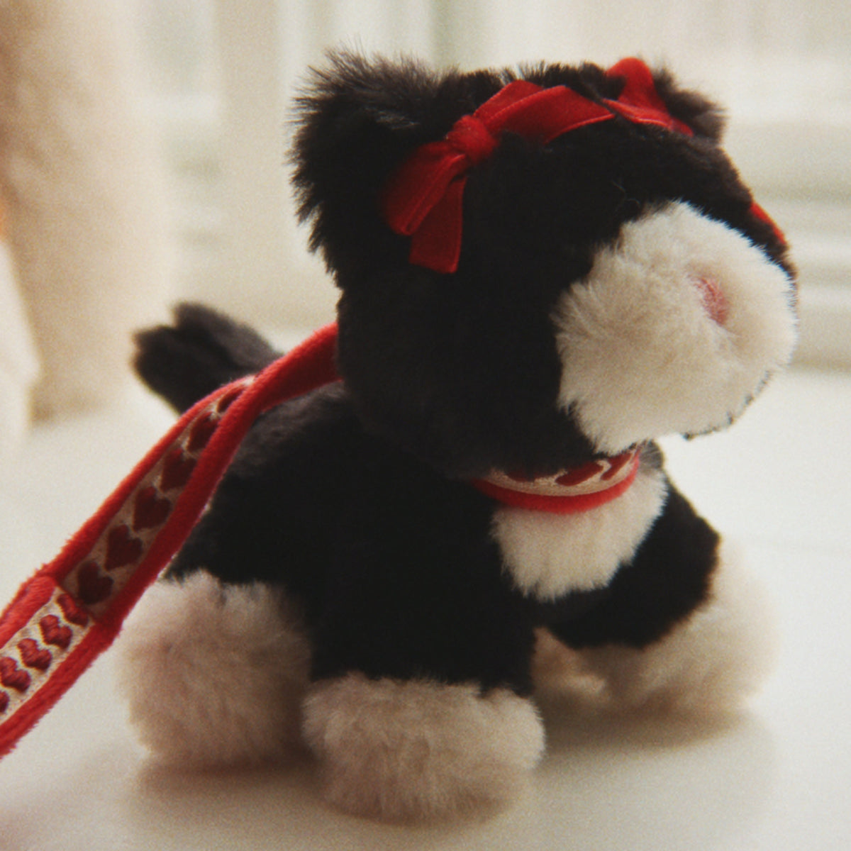 Pet Kitty, Black Beauty